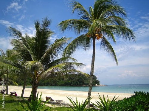 Palmiers Sur Une Plage Paradisiaque De Lîle De Bintan