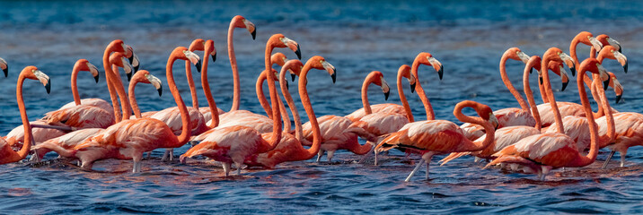 Plakat panoramiczny pejzaż ptak flamingo