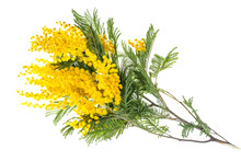 Branch Of Blooming Yellow Acacia Dealbata, Isolated On White Background