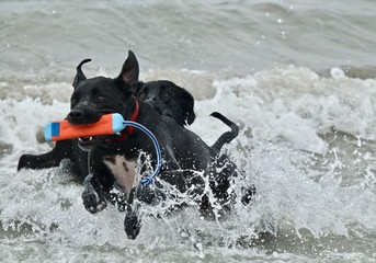 two black dogs playing in the ocean