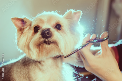Female Groomer Haircut Yorkshire Terrier On The Table For