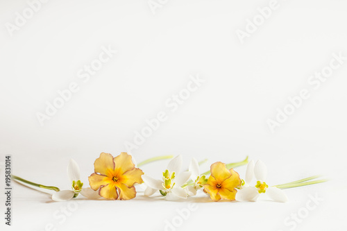 Fotografie, Obraz Romantischer Blumenrahmen mit Schneeglöckchen und Primeln auf hellem Hintergrund