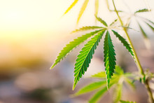 Green Leaf Of Cannabis, Background Image. Thematic Photos Of Hemp And Marijuana