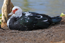 A Muscovy Duck On The Shore Of The Lake