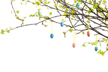 Branches Of Tree With Easter Eggs Isolated On White. 
