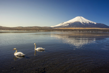 Mount Fuji with two white swans