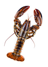 Raw Lobster Isolated