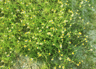 Poster - colorful flowers in the garden background