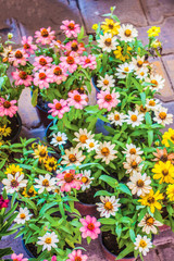 Wall Mural - colorful flowers in the garden background