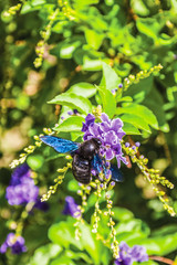 Poster - colorful flowers in the garden background