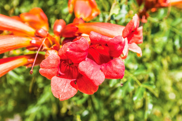 Poster - colorful flowers in the garden background