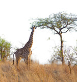 Fototapeta Sawanna - Closeup of Masai Giraffe (scientific name: Giraffa camelopardalis tippelskirchi or 