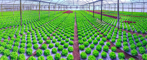 Organic green lettuce plants or salad vegetable cultivation in red soil wrapped a black polyethylene film at greenhouse farm. Concept of healthy eating. Farming. Food production. Somewhere in Portugal