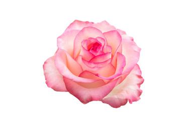 Poster - pink rose isolated