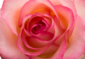 Poster - pink rose isolated