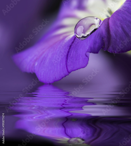 blue flower with a dew drop
