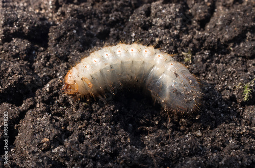 Cuadros en Lienzo White chafer grub against the background of the soil