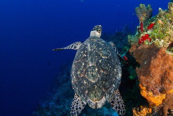  A hawksbill turtle is at home on the tropical reef in the Cayman Islands. This creature likes the deep warm blue water that surrounds him in this underwater image