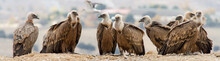 Group Of Vultures In The City