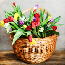 Floral Background, Greeting Card, Harvesting, Mocap For Greetings For Mother's Day, International Women's Day: Bouquet Of Colorful Tulips In Basket On Wooden Background, Copyspace