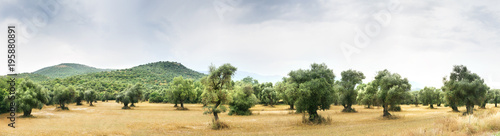 Fotografía Panoramic view of Olive Farm.