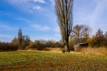 Hut beneath high tree by green field at the edge of Prague