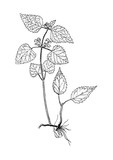 Fototapeta Motyle - galeobdolon luteum botanical sketch
