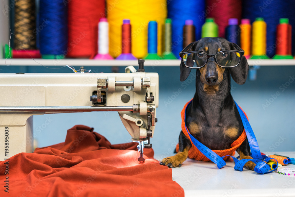 Adorable dog breed of dachshund, black and tan, in the glasses, seamstress sitting and sews on sewing machine. Funny ad for your business - obrazy, fototapety, plakaty 