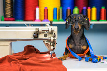 Adorable Dog Breed Of Dachshund, Black And Tan, In The Glasses, Seamstress Sitting And Sews On Sewing Machine. Funny Ad For Your Business