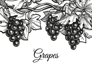 Wall Mural - Ink sketch of grapes.