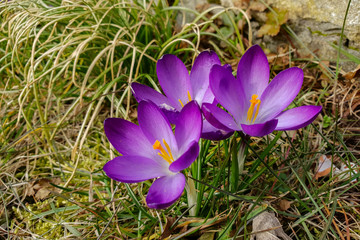 Crocuses / A group of crocuses in the grass