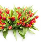 Fototapeta Tulipany - bunch of tulips isolated on white background