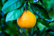 Citrus Fruit On The Tree