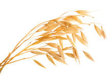 Oat Spike Or Ears Isolated On White Background Close-up
