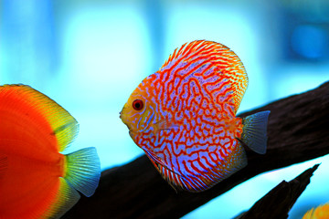 Wall Mural - Discus fish in aquarium