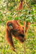 Female Sumatran orangutan with a baby sitting in a tree, Gunung Leuser National Park, Sumatra, Indonesia