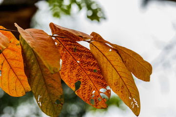 yellowed and reddened leaves of trees in autumn