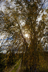 Sticker - birch forest in fall