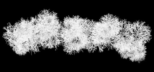 Wall Mural - White Reindeer Lichen Spawn Fiber Plexus   -  Filament Wad Cluster
