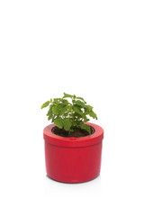 lemon balm in pot