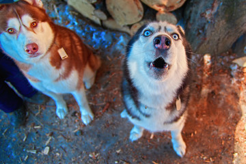 Muzzle howling dog. Siberian Husky howls with his head up. Black and white husky dog with blue eyes. Top view.