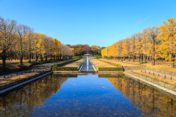 Two rows of ginkgo trees with many autumn yellow leaves falling on the ground. Photo taken in The Showa Memorial Park, Tokyo, Japan.