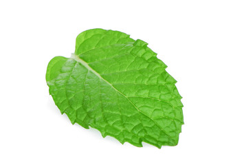 single fresh mint leaf isolated on white background