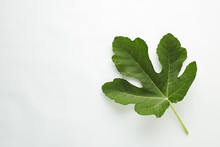 Fig Leaf Is On The White Background