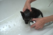 Black Cute Soggy Cat After A Bath, Funny Angry Little Demon. Pet Care