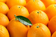 Close up of orange fruits.