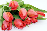 Fototapeta Tulipany - Rote Tulpen freigestellt auf weißem Hintergrund