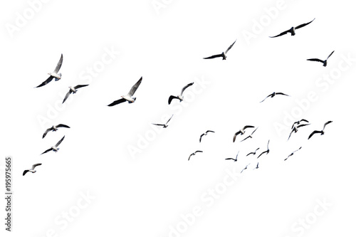 Flock of birds flying isolated on white background. This has clipping path.