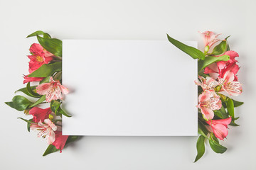 Poster - top view of blank card and beautiful pink flowers on grey