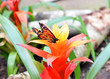 Schmetterling an roter Tropenpflanze